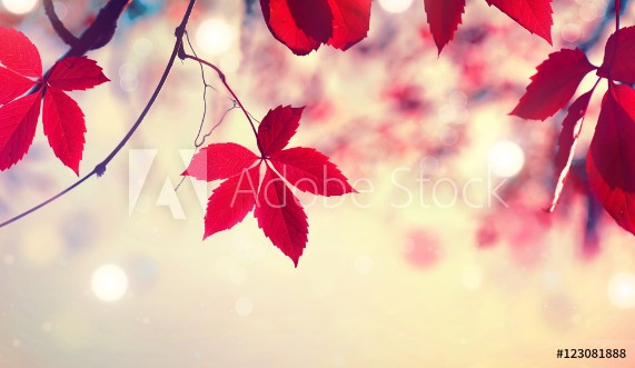 Picture of Colorful autumn leaves over blurred nature background Fall